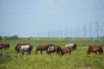 Horses graze in a green meadow.