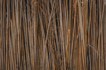 abstract dry reed texture	