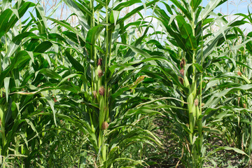 Corn cob background green leaves in cornfield.