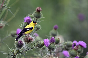 American Gold Finch perched on thistle plant