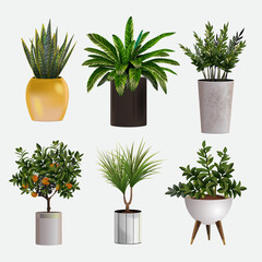 Set of vector realistic detailed house or office plant for interior design and decoration.Tropical and Mediterranean plant for interior decor of home or office