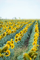 Obraz premium Fields planted with sunflowers, bright yellow and growing flowers.