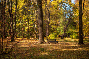 Naklejka premium bench in the autumn park