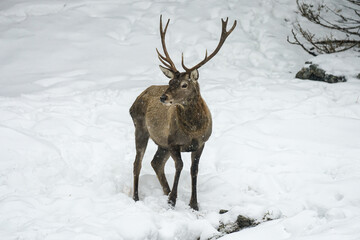 Stag in the snow of the Carinthian Nockberge, Alps, Austria