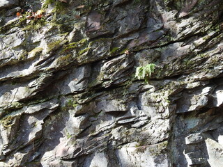 A natural igneous rock texture, with moss growing out of the crevices. Located in the Poconos Mountains of Pennsylvania.