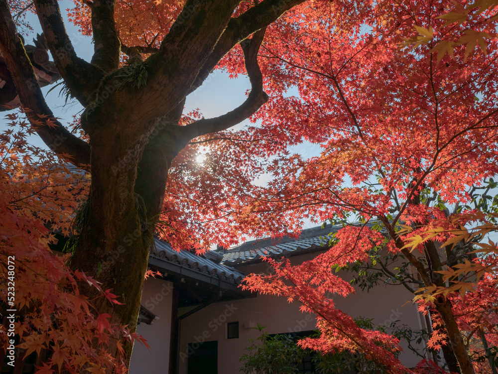 Poster autumn colorful red maple leaf under the maple tree