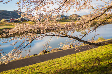 View of Cherry Blossom at shiroishi river banks in Funaoka Castle Park, Sendai, Miyagi, Japan