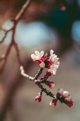 Spring flower