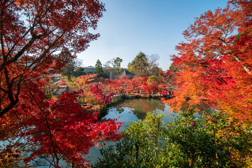 Red autumn colored maple trees around the pond with a bridge at Eikando Zenrinji Temple, Kyoto, Japan
