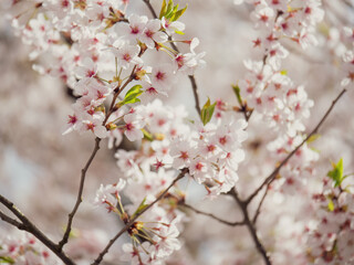 Fototapeta na wymiar branches of blossoming cherry against background