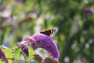 Schmetterlinge auf Blumen und Pflanzen