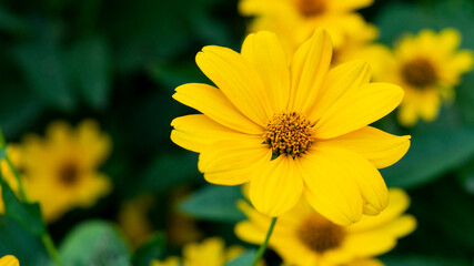 Obraz premium Yellow beautiful flower in the garden