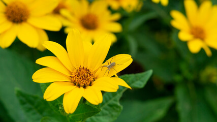 Yellow beautiful flower in the garden
