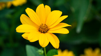 Yellow beautiful flower in the garden