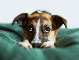 Cute, sad dog lying on bed, mongrel doggy looking, dog eyes, look