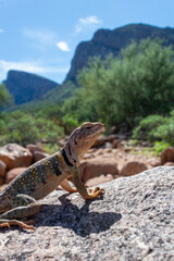An Eastern collared lizard, Crotaphytus collaris, basking in the sun in the Sonoran Desert at the base of the Catalina Mountains. A beautiful reptile with colorful markings. Oro Valley, Arizona, USA.