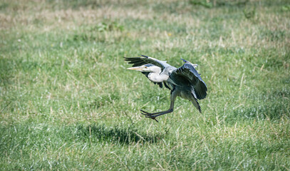 A heron landing in a field, Scotland, UK
