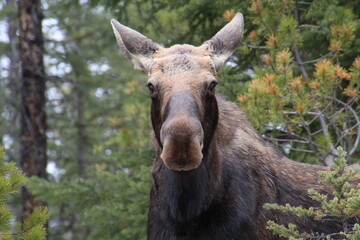 Fototapeta premium Moose Looking At Us, Jasper National Park, Alberta