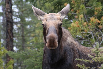 Moose Looking At Us, Jasper National Park, Alberta