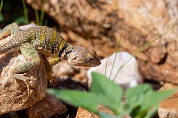 An Eastern collared lizard, Crotaphytus collaris, basking in the sun in the Sonoran Desert at the base of the Catalina Mountains. A beautiful reptile with colorful markings. Oro Valley, Arizona, USA.