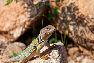 An Eastern collared lizard, Crotaphytus collaris, basking in the sun in the Sonoran Desert at the base of the Catalina Mountains. A beautiful reptile with colorful markings. Oro Valley, Arizona, USA.