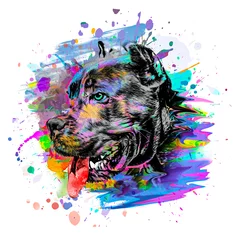 Foto auf Acrylglas abstract colored dog muzzle isolated on colorful background color art © reznik_val