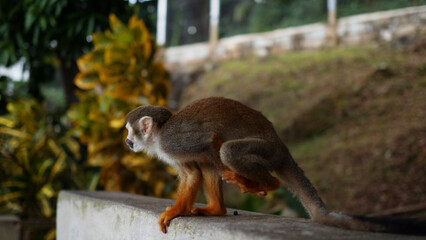 A small monkey with a long tail in the forest, close-up. funny primates in a nature park, animal watching