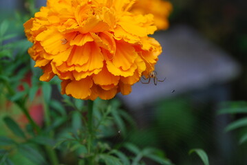 The garden spider has spun its web. Next to a beautiful yellow-orange flower - marigold, a small...