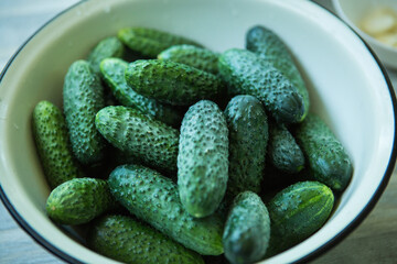 The process of preserving pickled cucumbers for the winter. Washed cucumbers are prepared in a container.