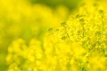 Blooming rapeseed plants. Flowers of the canola plant with edible oil seed. Beautiful summer background of growing rapeseed inflorescence. Spring blossoming meadow. Food and drinks ingredient.