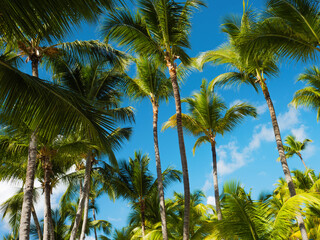 Fototapeta premium Palm branches against the sky. Dense palm thickets. Tropical island, warm climate