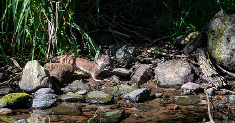 Stoat hunting for food on the banks of the river Kale in the Scottish Borders