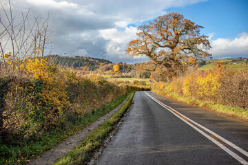Fototapeta premium Country road in the autumn.