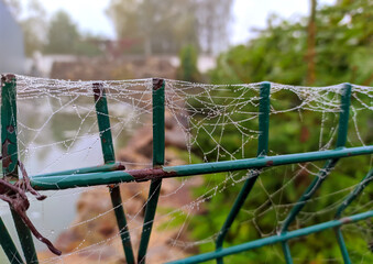 spider web on metal fence