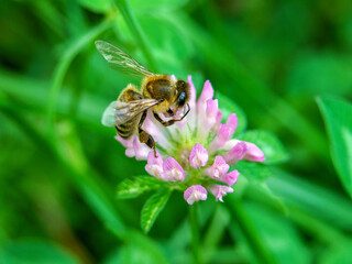 pszczoła - 523251885