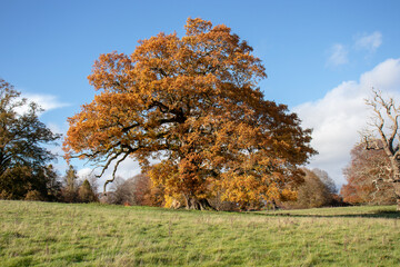 Autumn oak tree.