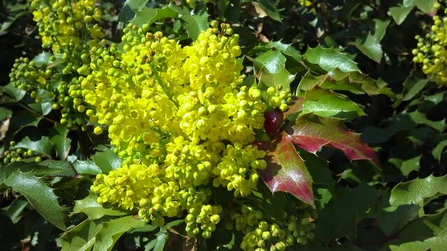 Mahonia aquifolium (Oregon-grape or Oregon grape) is a species of flowering plant