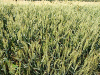wheat cultivation fields