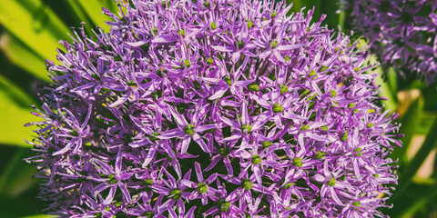 Top Half of a Purple Onion Plant