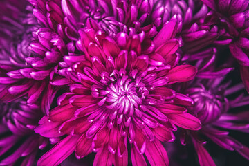 Purple Mum Surrounded by Mums
