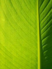 Leaf texture background. Banana green leaf close up background use us space for text or image backdrop design. Earth day ecology concept