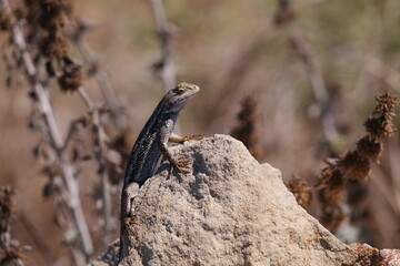 Сalifornia dragon. Western fence lizard (Sceloporus occidentalis) is a common North American lizard. 