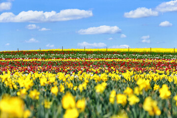 A field of breeding tulips and dandelions and blue sky