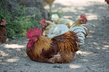 Free range rooster with beautiful feathers fowl on the ground.