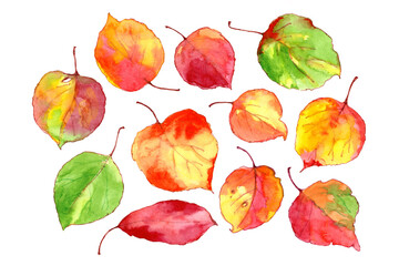 Set of watercolor autumn leaves . Hand painted watercolor illustration. isolated on white background.