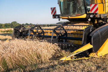 Yellow combine mows the grain in the field