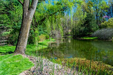 Fototapeta na wymiar Springtime at Jenkins Arboretum Devon, Pennsylvania, USA