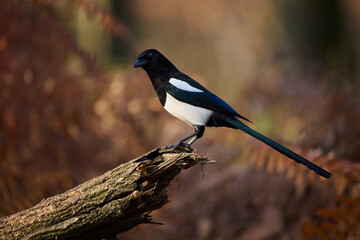Eurasian magpie or common magpie (Pica pica)