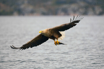 White-tailed sea eagle with prey. scientific name: Haliaeetus albicilla, is also called white-tailed sea-eagle, ern, erne, gray sea eagle and eurasian sea eagle.