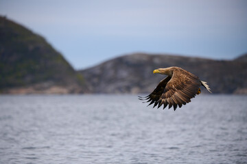 White-tailed sea eaglein flight, scientific name: Haliaeetus albicilla, is also called white-tailed sea-eagle, ern, erne, gray sea eagle and eurasian sea eagle.
